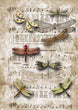Dragonflies on Sheet Music
