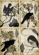 Raven Grimoire 4 pack