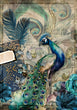 Jeweled Peacock